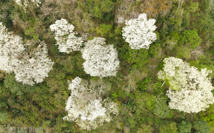 VIDEO: Ngây ngất với loài hoa nở trắng rừng xứ Thanh