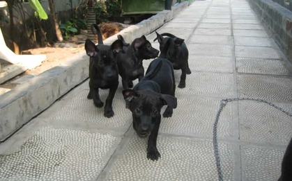 6 vật tự nhiên vào nhà được xem là dấu hiệu Thần Tài ghé thăm, chớ vội xua đuổi