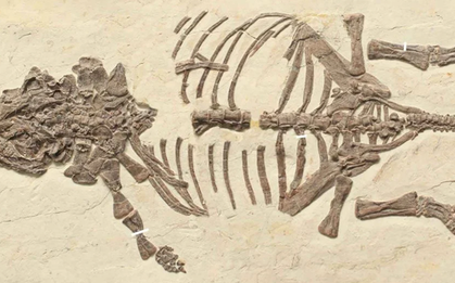 25 năm tìm chân tướng “quái thú Liêu Ninh”