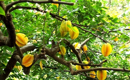 10 loại cây may mắn nên trồng trước sân nhà