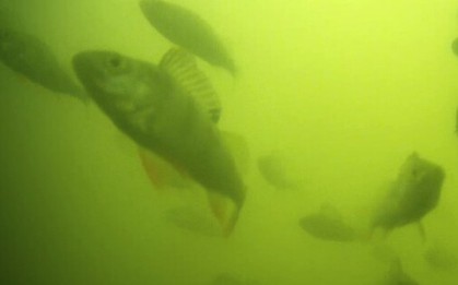 Hàng triệu người trên thế giới đang háo hức theo dõi đàn cá bơi qua bơi lại ở Hà Lan: Lý do rất thú vị và quan trọng