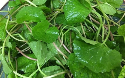 Nước rau má có tác dụng gì?