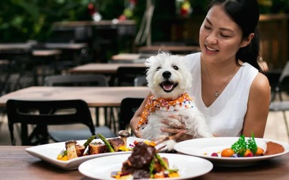 SỐC: Nhà hàng đập bỏ 600 bộ bát đĩa, đóng cửa khử trùng vì khách cho thú cưng lên bàn ăn