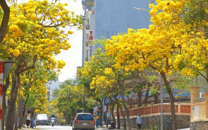 Hoa phong linh "nhuộm vàng" Vũng Tàu, du khách rộn ràng check-in