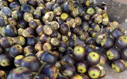 5 loại trái cây đặc sản miền Tây, cả nước hiếm nơi tìm thấy