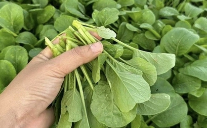5 loại rau nên mua ngay lúc này: Giá rẻ, ít calo, chợ Việt nào cũng bán