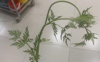 Lạng Sơn: Nhìn giống rau cần nên vội hái đem về nấu ăn, 3 người bị ngộ độc phải nhập viện cấp cứu