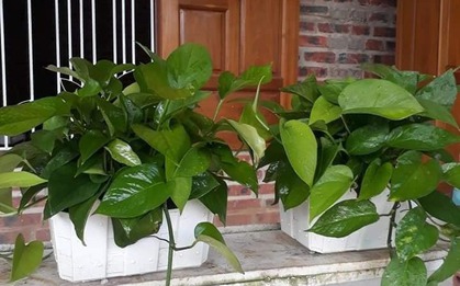 4 cây hút ẩm, lọc không khí cực tốt: Đặt trong nhà khi trời nồm, góc nào cũng thoáng sạch