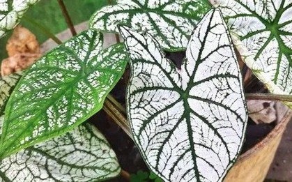 3 loại cây người trên 40 tuổi không nên trồng