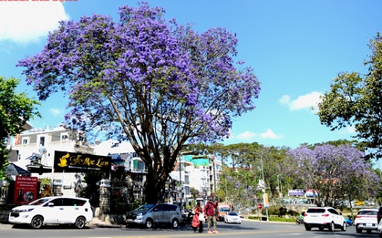 CLIP: Phượng tím vào mùa, Đà Lạt mộng mơ