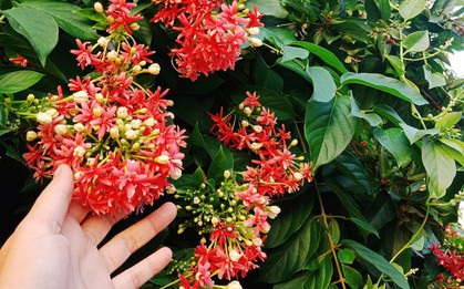 Top 10 loài hoa thơm bậc nhất thế giới, số 1 được trồng khắp Việt Nam