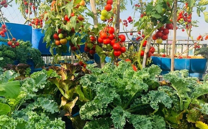 Ngỡ ngàng khu vườn hữu cơ 100m2 trên nóc nhà tầng 5: Dưa lưới, dâu tây trĩu quả giữa lòng Đà Nẵng