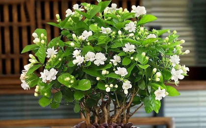 5 loài hoa thơm nức mũi, hợp trưng trong nhà - kiêng đặt bàn thờ