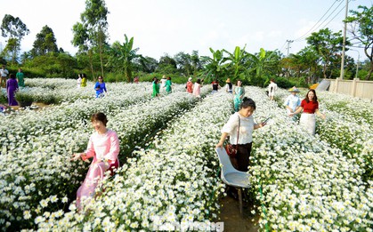 Vườn cúc họa mi nở rộ hút khách check-in ở Đà Nẵng