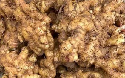 Tác dụng của gừng trong chăm sóc và nuôi dưỡng mái tóc