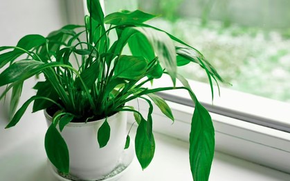 4 loại cây rất hợp cho người trên 40 tuổi: Trồng trong nhà hay ngoài sân đều có lợi