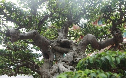 3 loài cây quen thuộc dễ trồng nhưng ông bà tuyệt đối cấm để phòng khách: Khôn ngoan thì luôn ghi nhớ