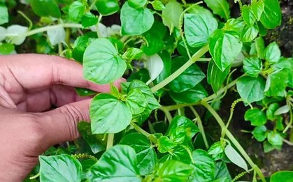 Cây rau dại mọc hoang nay thành đặc sản, được ví như "thảo dược quý" tốt ngang nhân sâm, có thời điểm giá đắt hơn thịt