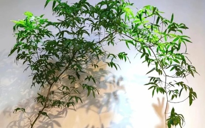 Muốn phòng khách lên level thượng lưu, tôi khuyên bạn ĐỪNG TRỒNG HOA: 8 cây xanh này mới là "thần" chiêu tài hút lộc, siêu khí chất