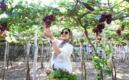 Tận thấy nơi 'gây bão' ở thủ phủ nho Ninh Thuận