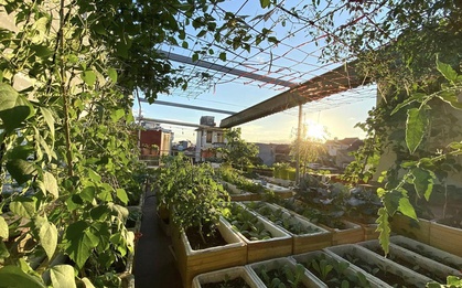 Bỏ mái tôn chống nóng để trồng rau, bà mẹ 8X biến sân thượng thành "rừng nhiệt đới" giữa lòng phố cảng