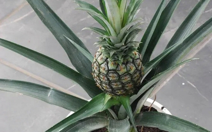 Loại quả được mệnh danh là "vua dưỡng thận" cực tốt cho sức khỏe, giá rẻ bán đầy chợ Việt, cầm từ 15.000 đồng là mua được