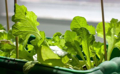 3 loại cây rất hợp với người U50: Biết trồng thì thể chất và tinh thần tốt lên trông thấy