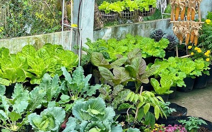 Ngỡ ngàng nam công nhân biến khoảng sân trọ 3m2 thành vườn rau quả "lúc lỉu"