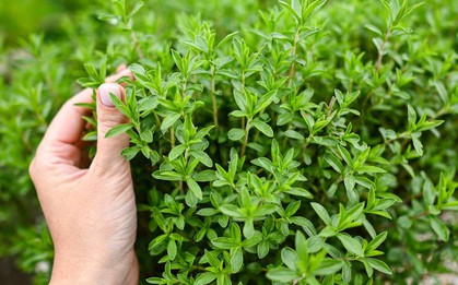 8 loại cây muỗi rất "sợ"