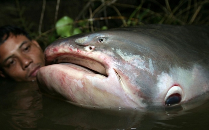 Phát hiện "quái vật" dưới sông, chục người khiêng mới nổi: Dân làng phối hợp vây bắt, cảnh tượng gây sốc