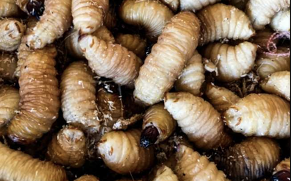 Báo chí quốc tế nói về món ăn "ngọ nguậy" của Việt Nam