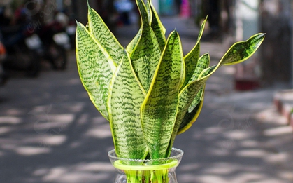 4 cây được mệnh danh là “vua sống sót”, nắng mưa thất thường vẫn chẳng hề hấn, trồng là xanh tốt quanh năm