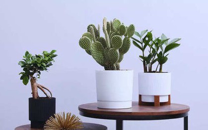 7 loại cây không bao giờ nên đặt gần cửa chính