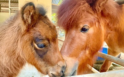 Bé ngựa lùn siêu đáng yêu 'đốn tim' du khách ở Thảo Cầm Viên