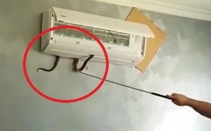 4 nơi rắn dễ bò vào nhất trong nhà, nhiều người không để ý