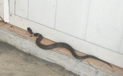 Rắn bò vào dù nhà sạch bong kin kít: 6 nguyên nhân không phải ai cũng biết