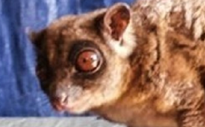 Loài vật quý hiếm bậc nhất hành tinh ngỡ đã tuyệt chủng 6.000 năm bất ngờ "tái xuất"