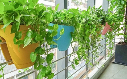 5 loại cây “chân ái” cho ban công: đẹp, dễ trồng, phong thuỷ cực tốt
