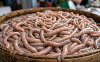 Chạm mốc 6.000.000 đồng/kg sinh vật lúc nhúc nhìn như giun đất ở Quảng Ninh, xưa chỉ siêu giàu dám tẩm bổ nay đại gia vẫn ráo riết săn lùng