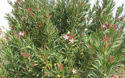 Loại cây “gọi” rắn tới nhà, chứa chất cực độc: Nhiều gia đình trồng mà không biết