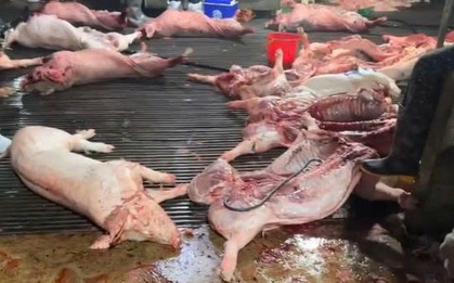 Vụ "tuồn" thịt lợn bệnh vào hàng trăm trường học ở Hà Nội: Bắt một loạt cán bộ, gồm những ai?