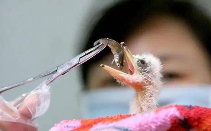 Đi câu cá, người đàn ông bất ngờ đụng độ loài vật hiếm hơn gấu trúc: Cả thế giới chỉ còn 1.000 con