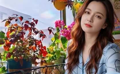 Ban công 3m² của người phụ nữ 45 tuổi gây sốt: Trồng vài chậu cây đơn giản mà biến nhà thành nơi muốn về sớm mỗi ngày