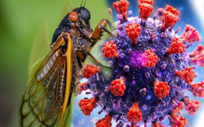 Triệu chứng mắc COVID-19 biến thể 'Ve sầu' BA.3.2