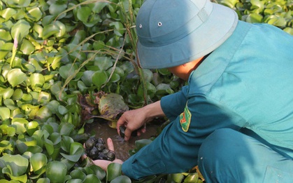 Hà Tĩnh: Nuôi “vàng đen”, nông dân thu tiền triệu mỗi ngày