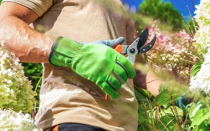 2 loại cây cần cắt tỉa ngay lúc này