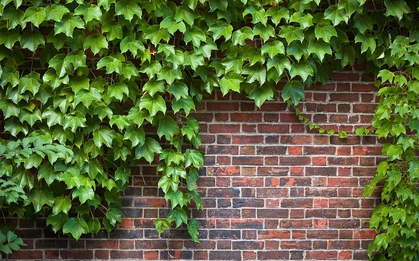 4 loại cây đừng trồng cạnh tường nhà