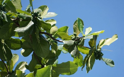 Loại quả xưa rụng đầy sân, cho không còn lười nhặt, nay thành đặc sản giá tới 500.000 đồng/kg