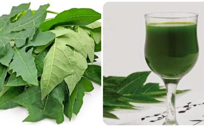 Uống nước lá đu đủ hàng ngày có tốt không?