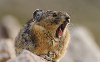 Loài vật quý hiếm bậc nhất thế giới, tuyệt tích 20 năm bất ngờ "tái xuất"